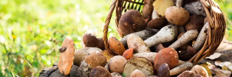 Groupe 1 - Formation cueilleurs professionnels